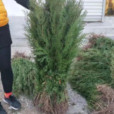 日照30厘米侧柏苗木种植基地