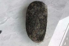 蚌埠收購豬寶哪里有