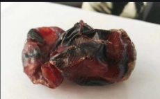 天津津南區(qū)鴨寶回收是什么樣子