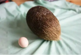 撫順上門牛寶收購中心