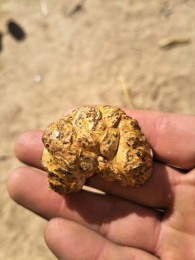 銅仁收購豬寶聯系方式