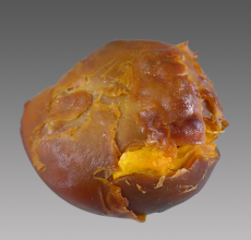 三門峽雞寶高價(jià)收購(gòu)