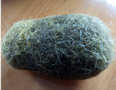 阜沙鎮(zhèn)動物寶上門收購