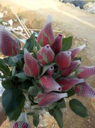 聊城塑料保護(hù)網(wǎng)套源頭廠貨