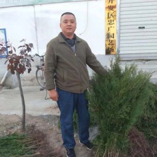 开封5公分侧柏苗木种植基地
