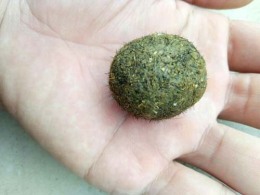 安康收購羊寶哪里有