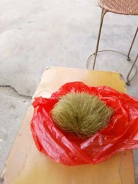 屯昌收購雞寶哪里有