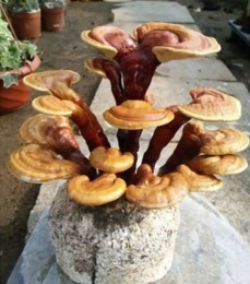 邯鄲靈芝長什么樣子