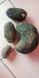 上饒收購羊寶高價