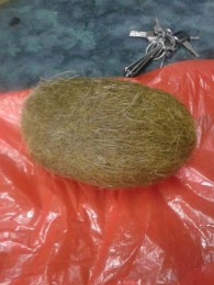 南昌收購雞寶聯(lián)系方式