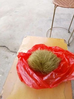 赤峰收購豬寶高價