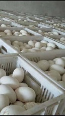 保定附近灰色鹅鹅苗价位