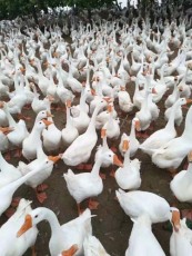 河北附近大种鹅苗价位