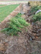 保定1公分侧柏苗木种植基地
