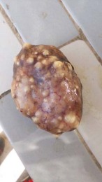 保山收購雞寶多少錢一克