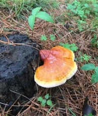 鄂爾多斯野生靈芝哪里可以賣