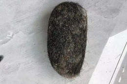 焦作收購雞寶聯(lián)系電話