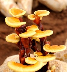 樂山野生靈芝正確吃法和用量