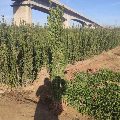 烟台多分枝北海道黄杨大量出售