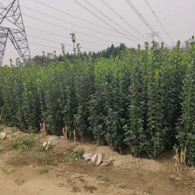 菏泽多分枝北海道黄杨限量供应