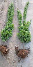 菏泽1米高北海道黄杨货到付款