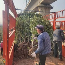 福建双条北海道黄杨大量批发