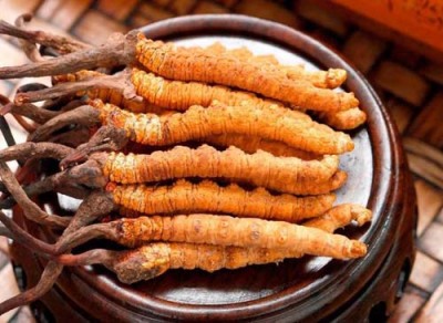 北京门头沟区大量冬虫夏草回收多少钱