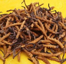 北京海淀区大量冬虫夏草回收商