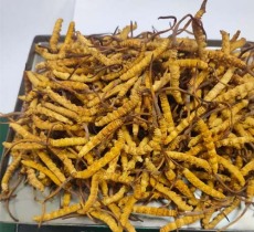北京平谷区高价冬虫夏草回收当天结算