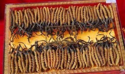 北京门头沟区大量冬虫夏草回收多少钱