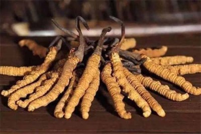 北京延庆县常年冬虫夏草回收当日结算