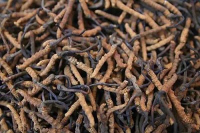 北京朝阳区大量冬虫夏草回收商家电话