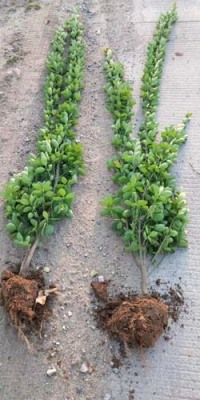 菏泽1.5米高北海道黄杨价格哪里的便宜