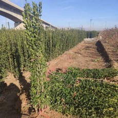临沂绿篱用北海道黄杨售价