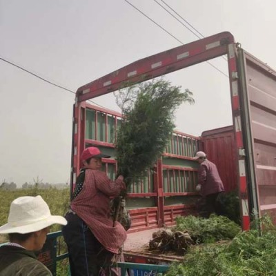 德州10公分侧柏苗木种植基地