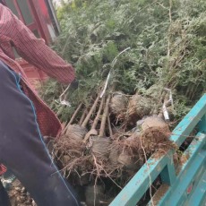 沧州3公分侧柏苗木批发价格