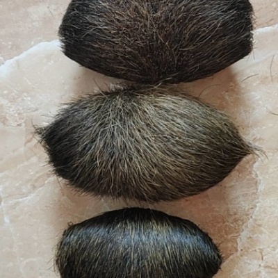 新密猪宝拍卖是真的吗