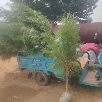 漯河1.8米高侧柏苗木种植基地
