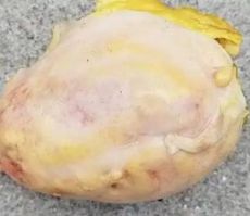嘉興本地雞寶收購是真的嗎