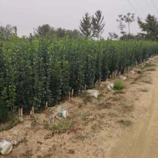 驻马店30厘米北海道黄杨苗圃基地电话