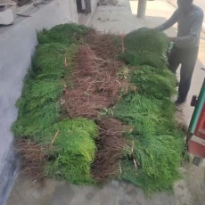 淄博5公分侧柏苗木批发基地在哪里