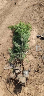 沧州3.5米高侧柏苗木种植基地