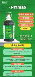 供应鱼虾蟹用蛋白核小球藻培藻肥水