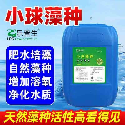 珍珠蚌蛋白核小球藻快速培藻培育天然饵料