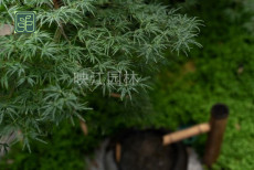 登封别墅庭院施工方案