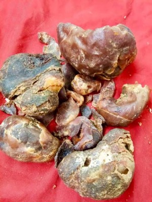 廈門個人上門現金收購羊寶聯系電話