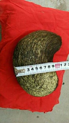 天門豬寶收購哪里有