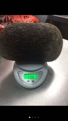 營口正規(guī)私下收購豬寶多少錢一克