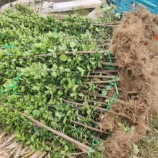 邢台1米高北海道黄杨养殖基地