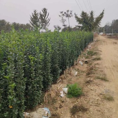 许昌1.2米高北海道黄杨限量供应